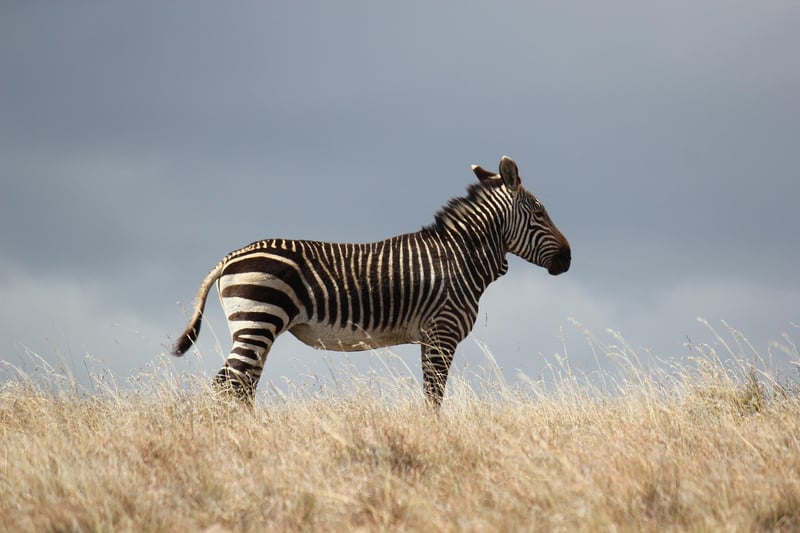 Wildlife Safari